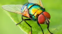 mosca